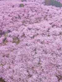 驚！今年貴安櫻花園大變樣？快來瞧