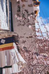 哲蚌寺，一座來了就不想走的寺廟
