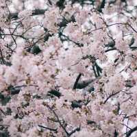 🌸釜山限定！交换春天計劃，邂逅浪漫櫻花大道