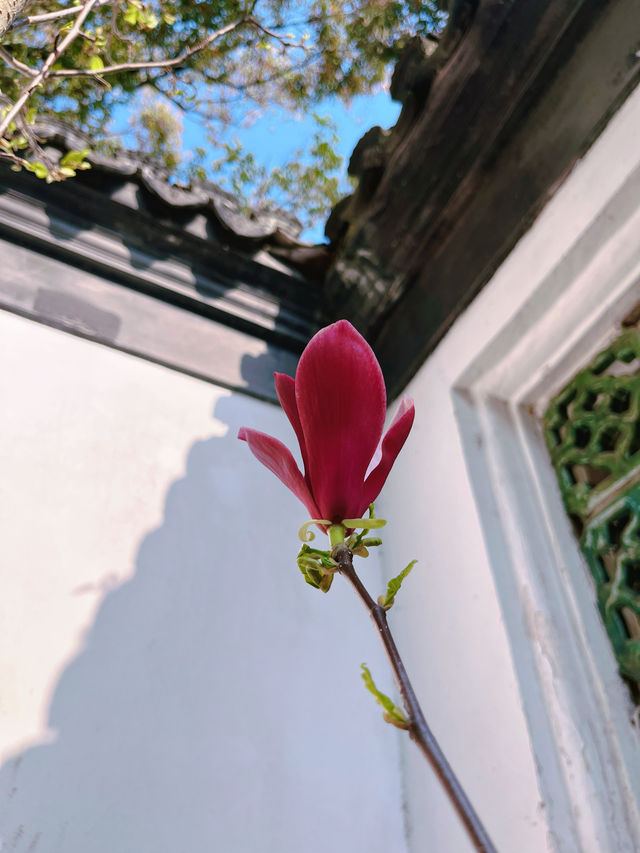 醉白池—松江小眾探尋春季之旅