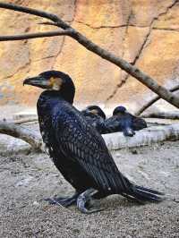 北京1.5小時直達！辛瑪森林動物樂園全攻略
