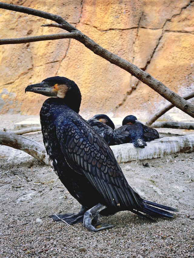 北京1.5小時直達！辛瑪森林動物樂園全攻略