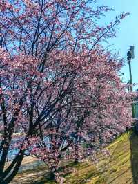 在日本四國德島中央公園欣賞櫻花