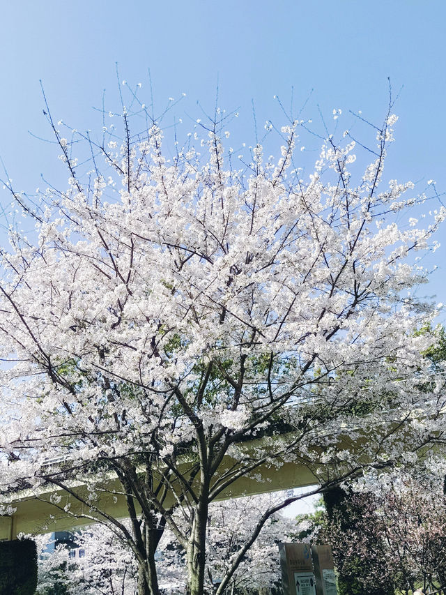 開往春天的地鐵站，櫻花盛開，充滿日劇感！