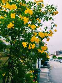 探索大阪的堺市大仙公園