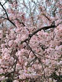 南京限定！中山植物園櫻花保姆級攻略