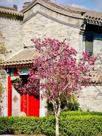北京賞花路線分享