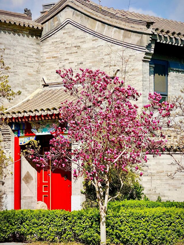 北京賞花路線分享