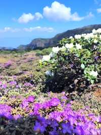 赴一場杜鵑花海|轎子雪山嘅反季浪漫