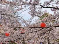 大町西公園，春風輕拂的櫻花小徑