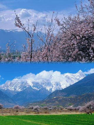 I found my 'Eternal Peach Blossom Spring' in Nyingchi, Tibet!