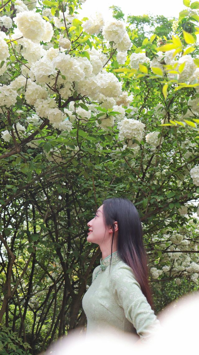 鐵山坪繡球花打卡倒數計時