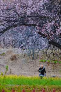 林芝桃花遊玩攻略，錯過又要等一年