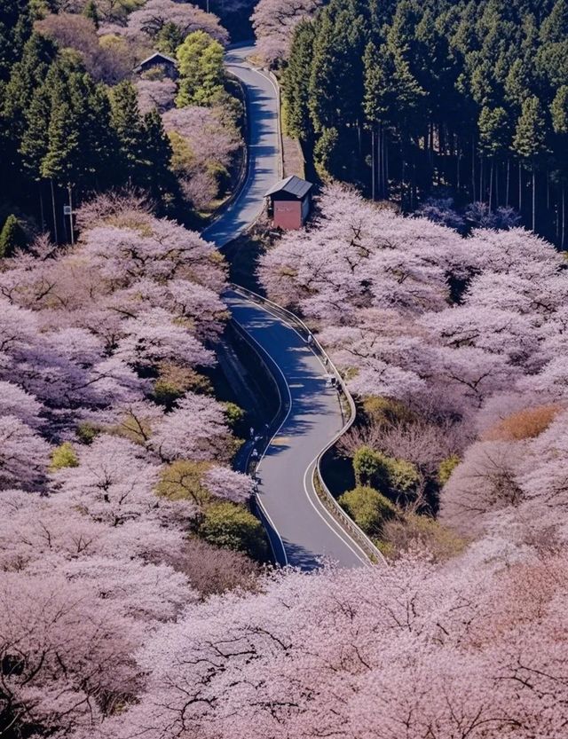吉野山：春日邂逅之旅