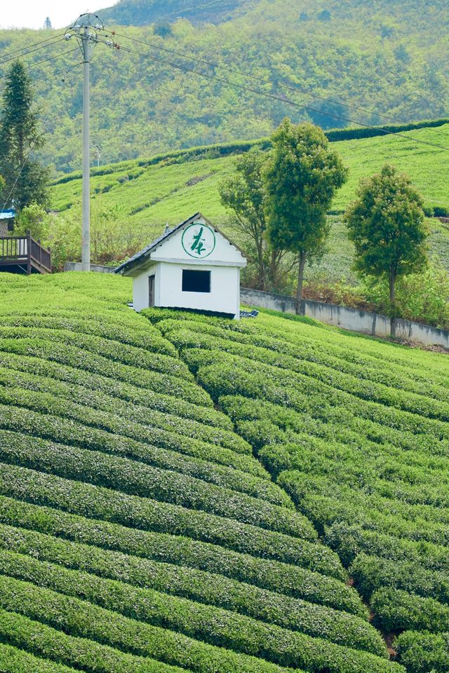 探秘黔南春色，邂逅貴定雲霧貢茶
