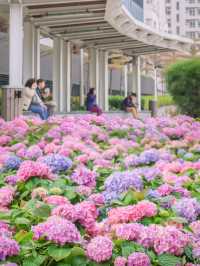 繡球花🌸沙田石門河濱花園