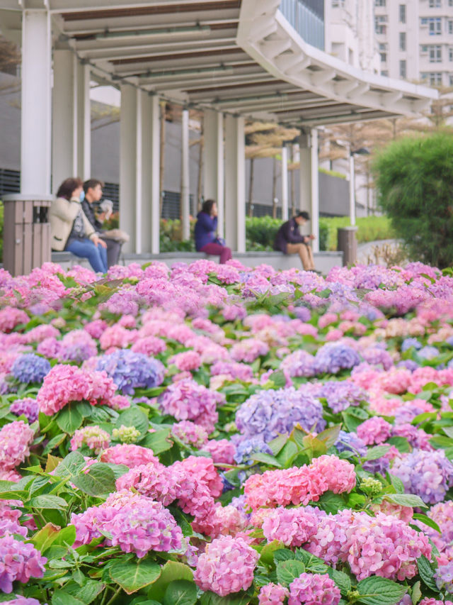 繡球花🌸沙田石門河濱花園