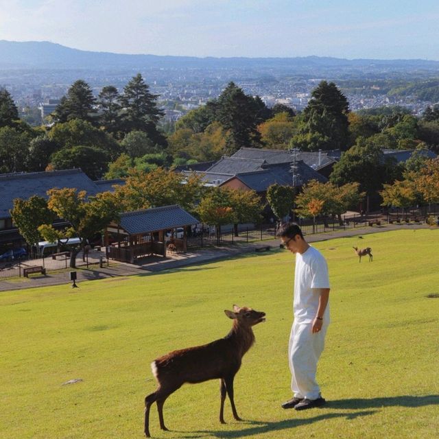 本地人私藏：在奈良解鎖小鹿的治愈之旅🦌 