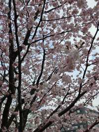 🌸札幌二條市場前公園的櫻花盛宴🌸