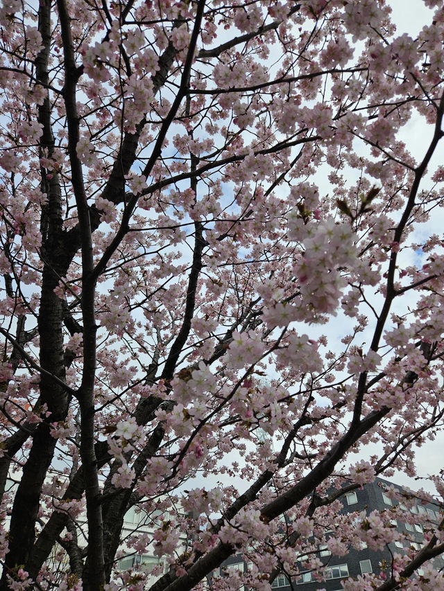 🌸札幌二條市場前公園的櫻花盛宴🌸 🌸札幌二條市場前公園的櫻花盛宴🌸