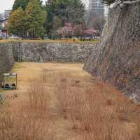 🌸藏在名古屋城邊的春日浪漫！名城公園賞櫻&打卡指南✨