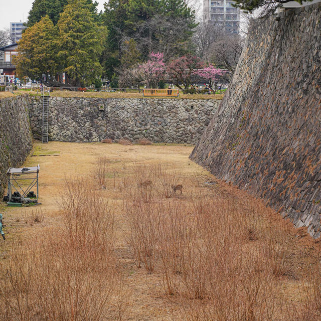 🌸藏在名古屋城邊的春日浪漫！名城公園賞櫻&打卡指南✨
