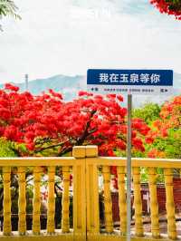 腦海之中鳳凰花開的路口，原來在這裡啊❗️