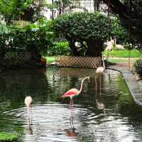澳門衝香港！週末在九龍公園與火烈鳥噴泉共舞💖