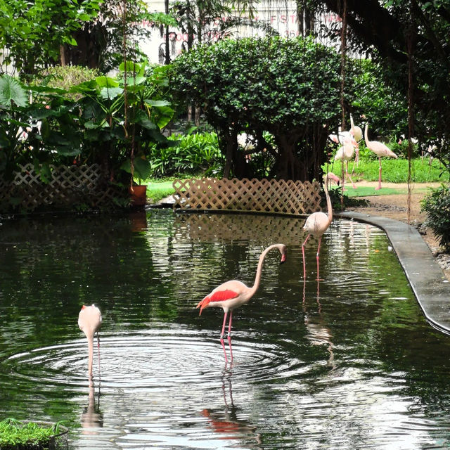 澳門衝香港！週末在九龍公園與火烈鳥噴泉共舞💖