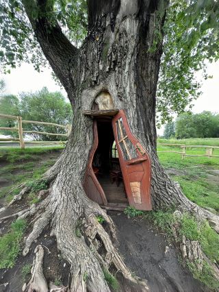 Poland's treehouse is an actual living tree that has naturally formed a "living room"!