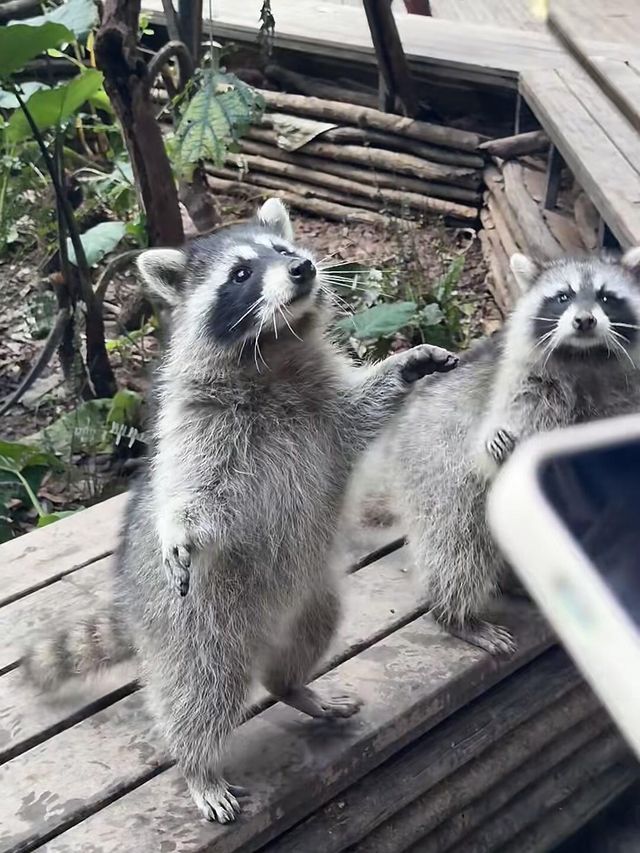 西雙版納之旅返嚟啦，暑假帶小朋友去嘅真係要諗清楚啊！