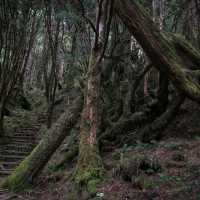 เดินเล่นป่าโบราณไต้หวัน Taipingshan
