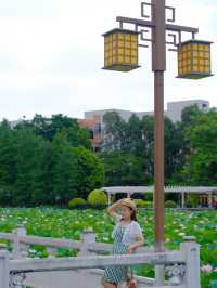 🪷 廣州夏日限定｜螺湧公園荷花拍照全攻略