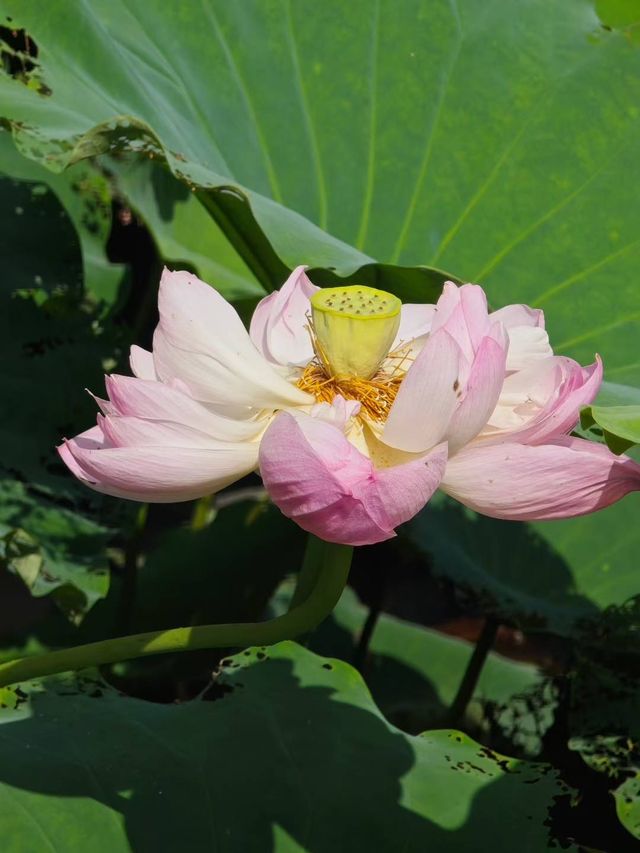 昆山也有小洱海水之韵公園攻略