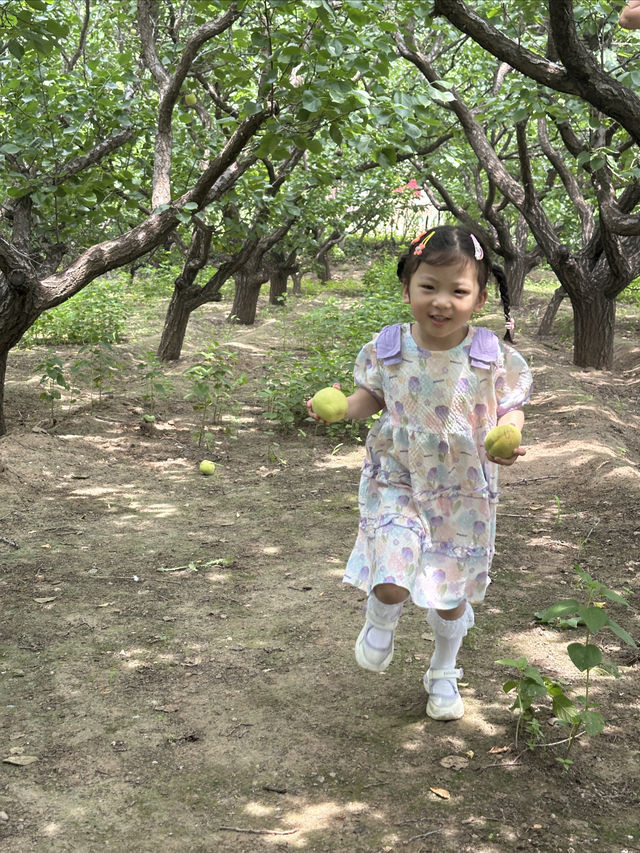 山西大同趙家村摘杏攻略邂逅夏日甜蜜