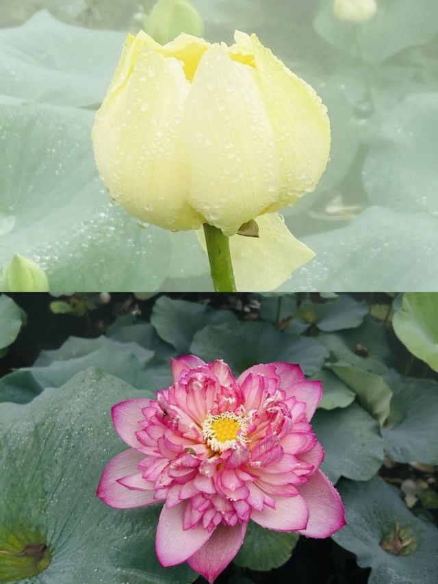 廣州番禺蓮花山，避暑勝地！！