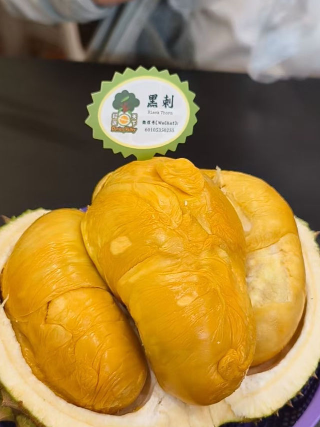體驗雲頂夢號！🎉 