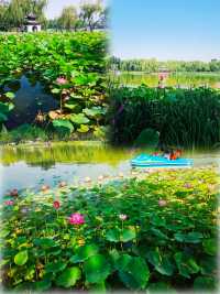 同里濕地夏日賞荷攻略 | 打卡這片江南水鄉嘅詩意荷塘