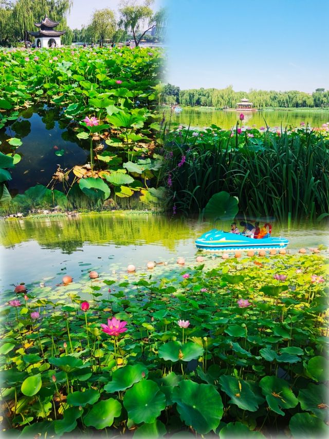 同里濕地夏日賞荷攻略 | 打卡這片江南水鄉嘅詩意荷塘 同里濕地夏日賞荷攻略 | 打卡這片江南水鄉嘅詩意荷塘