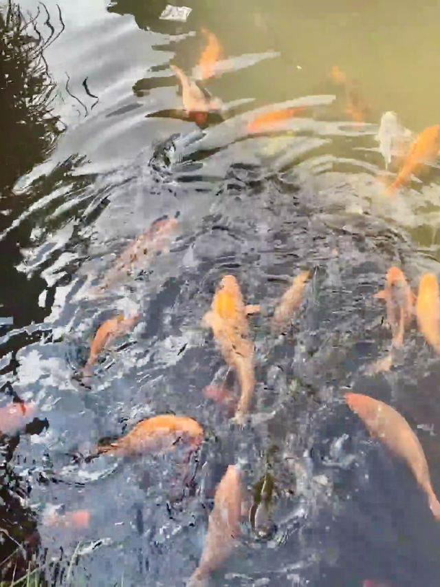 山水低語──鯉魚溪與九龍漈的清幽傳說 山水低語──鯉魚溪與九龍漈的清幽傳說