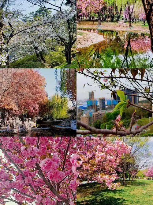 石家莊櫻花公園承包整個春天的浪漫暴擊!人均50get日系治癒感~  
姐妹們!石家莊藏著一座「現實 石家莊櫻花公園承包整個春天的浪漫暴擊!人均50get日系治癒感~  
姐妹們!石家莊藏著一座「現實