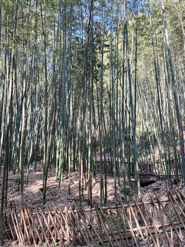 竹海呢喃:西安鯨魚溝的翠綠秘境 竹海呢喃:西安鯨魚溝的翠綠秘境