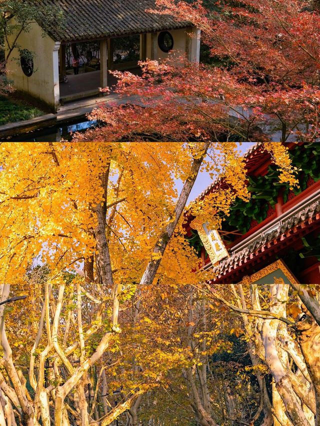 杭州賞秋全攻略9-12月限定浪漫，承包你的秋日浪漫！ 杭州的秋天，是桂花香裡藏著的溫柔，是銀杏楓葉暈染的斑斕，是水杉蘆葦搖曳的詩意～十年攝影博主私藏賞秋地圖，帶你解鎖杭州最動人的秋日畫卷👇