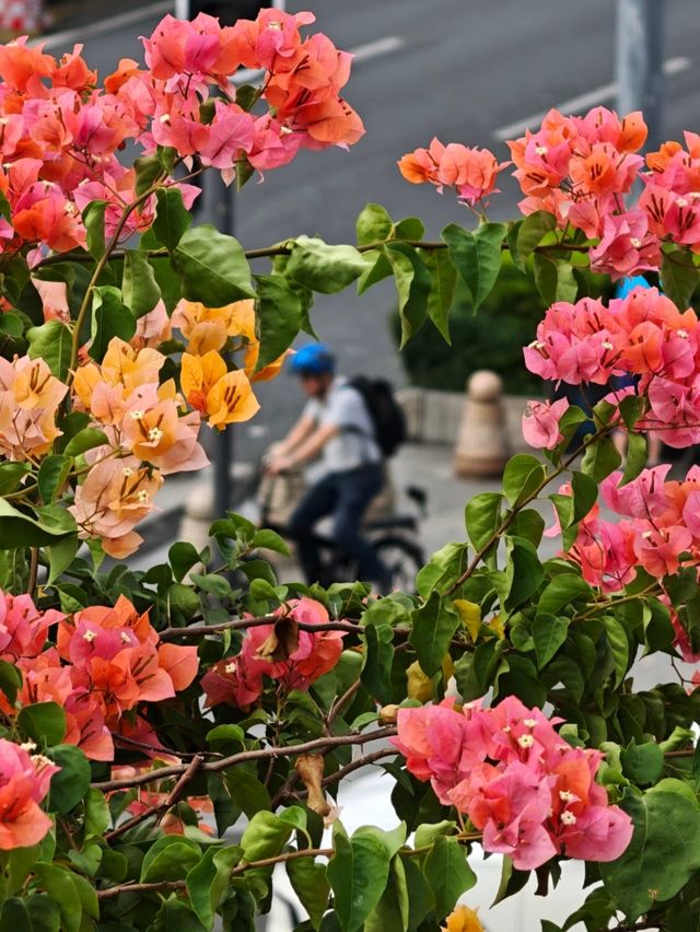 廣州塔賞花新視角