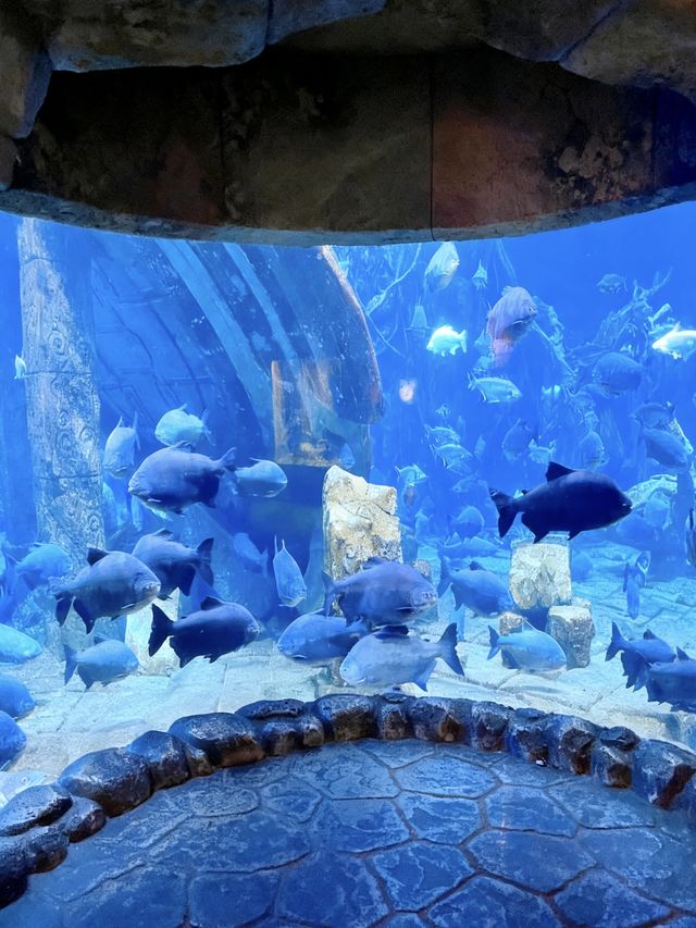 迄今為止！我找到的最好玩的動物園出現了！