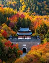 秋日賞楓絕佳秘境|10月中旬至11月中旬是賞秋黃金期