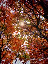 紅山翠谷賞楓全攻略