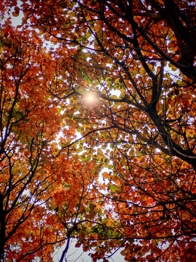 紅山翠谷賞楓全攻略