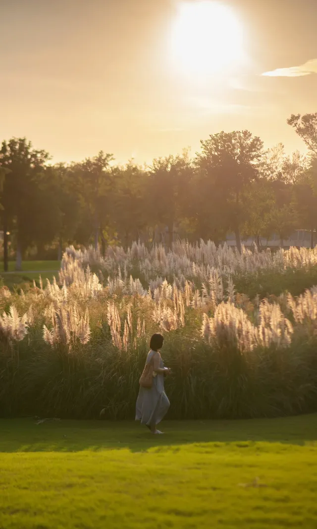 10.17上海小眾粉黛公園沒想到這麼美!! 10.17上海小眾粉黛公園沒想到這麼美!!