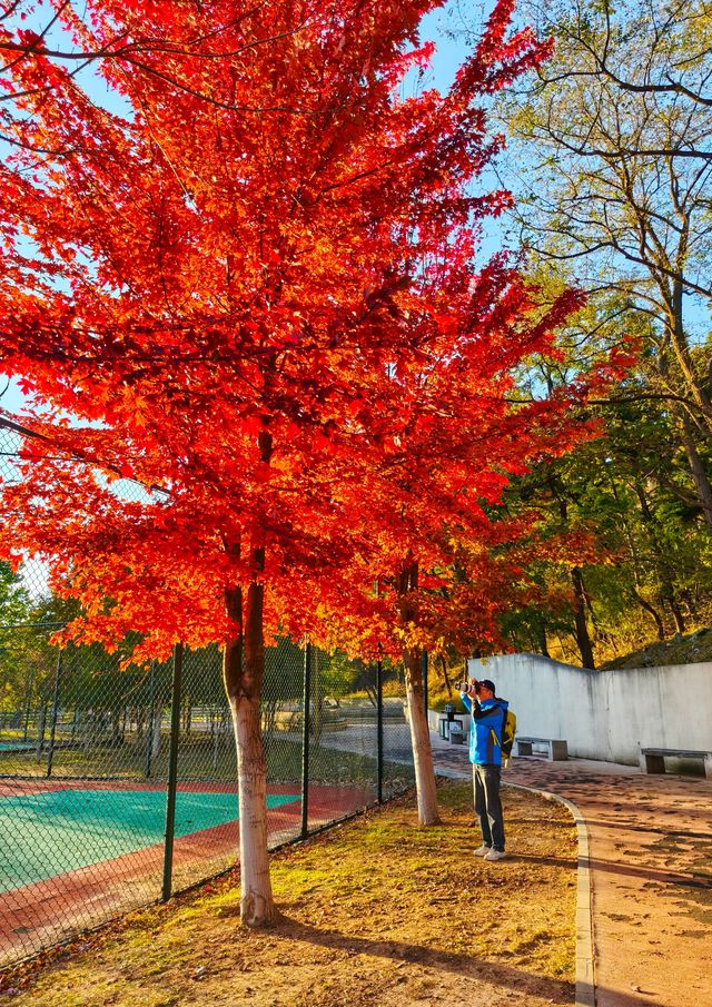 公交直達，大連這個免費公園楓葉正當時，賞秋好地方